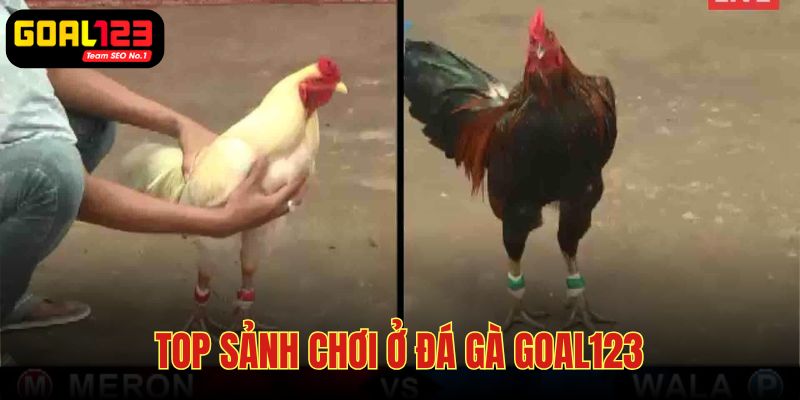 Mọi sảnh chơi đá gà Goal123 đều đảm bảo chất lượng tốt nhất